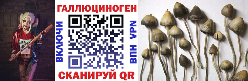 Псилоцибиновые грибы Magic Shrooms  Новочеркасск 